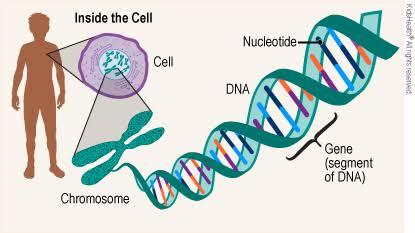 Genetics & DNA