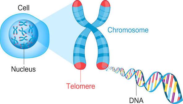 Cells & Genetics quizzes